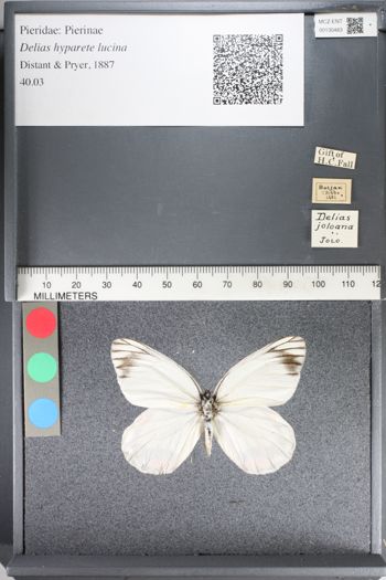 Media type: image;   Entomology 130483